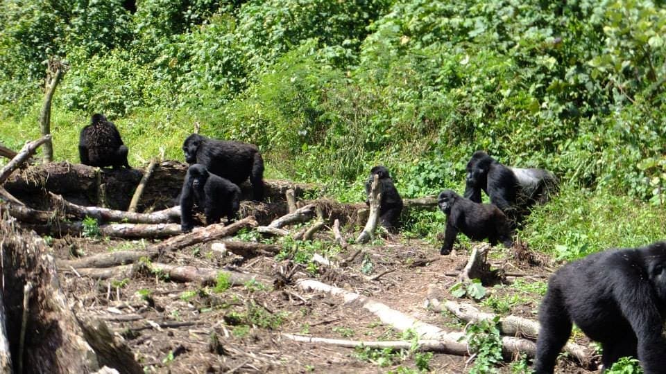 Gorilla Trakking in the jungle, Uganda - Londoner In Sydney how to travel Africa