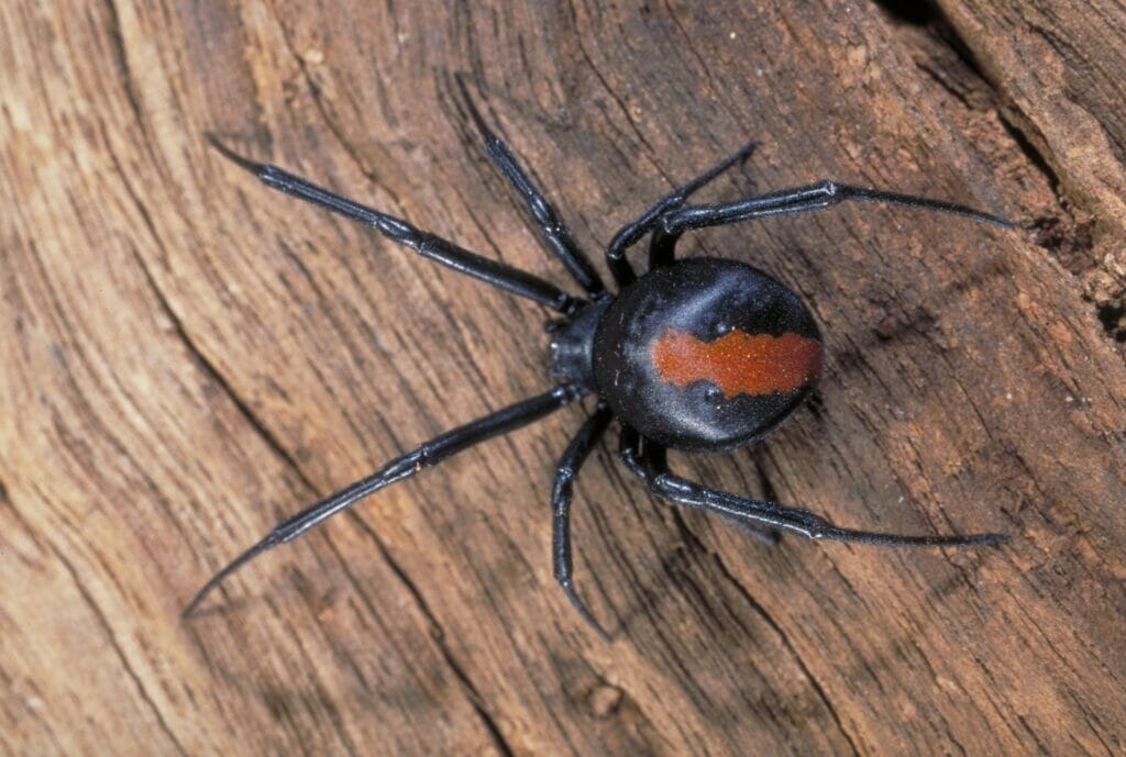 redback-spiders-in-sydney - Londoner In Sydney redback-spiders-in-sydney