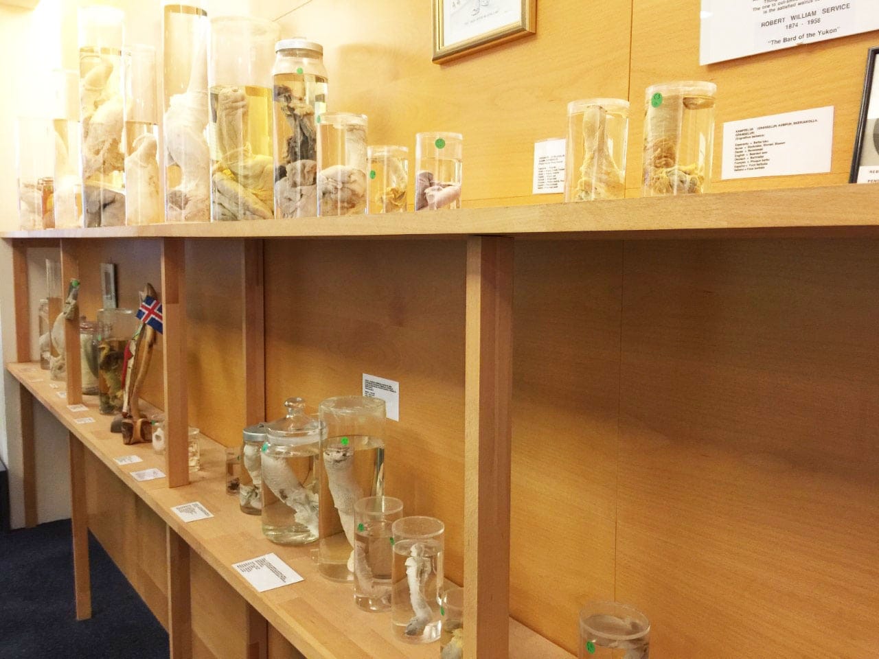 penis-museum-reykjavik