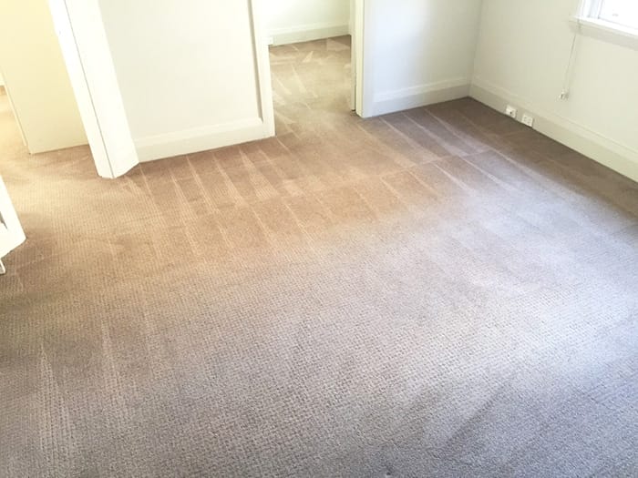 citra-clean-carpet-cleaner-sydney-3