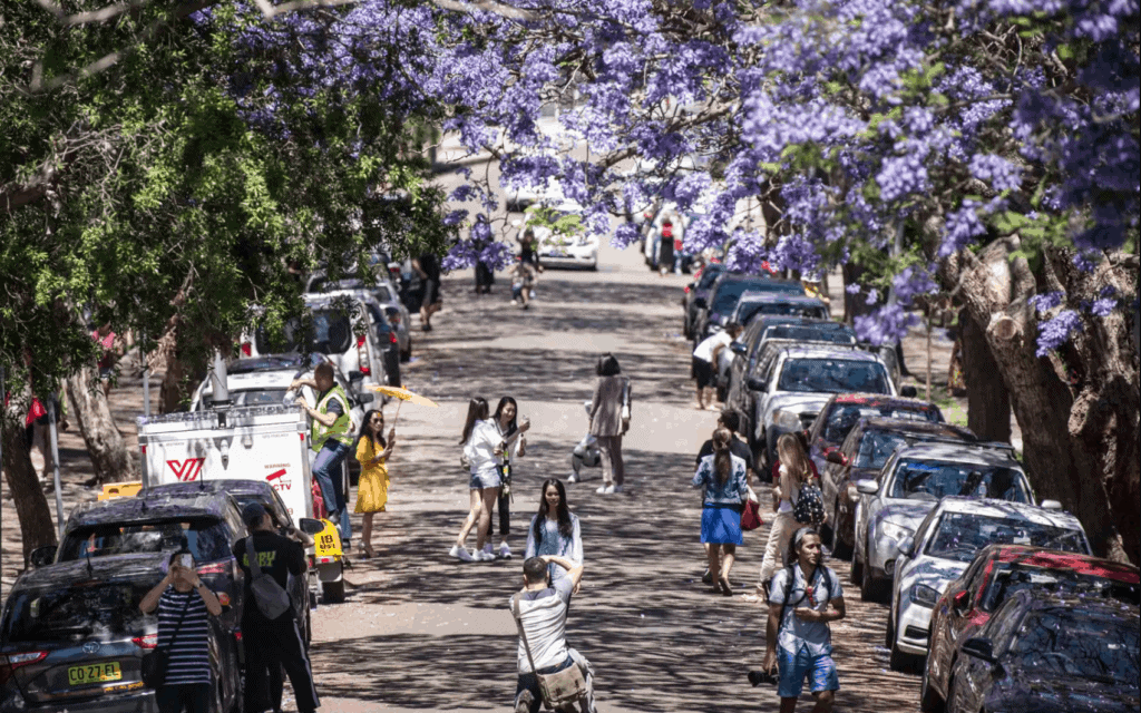 things-to-do-in-kirribilli-jacaranda-trees - Londoner In Sydney things-to-do-in-kirribilli-jacaranda-trees