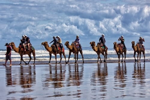 Camel ride on Australian beach