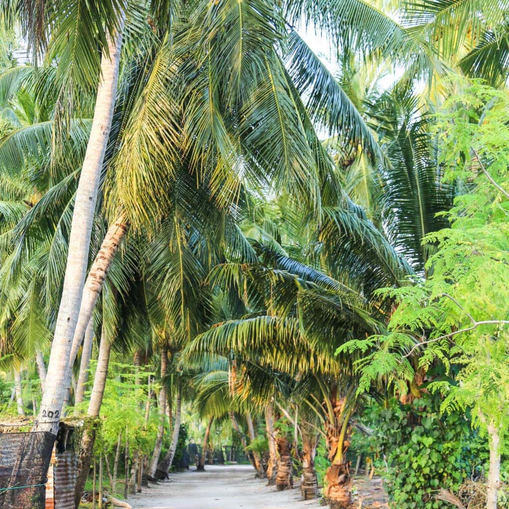 Thoddoo-7 - Londoner In Sydney