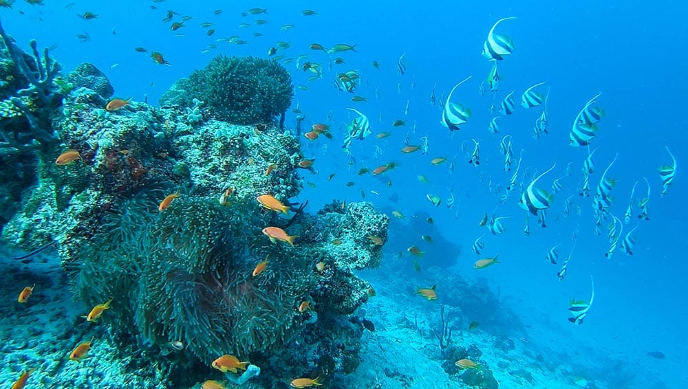 Fulidhoo-maldives-review-39 - Londoner In Sydney Fulidhoo-maldives-review-39