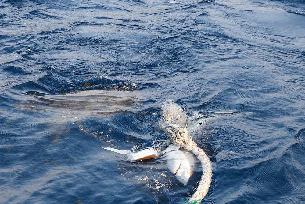 Fulidhoo-maldives-review-35 - Londoner In Sydney Fulidhoo-maldives-review-35