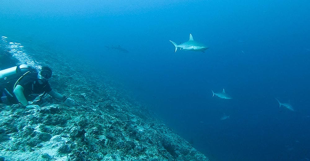 Fulidhoo-maldives-review-27 - Londoner In Sydney scuba-diving-in-maldives