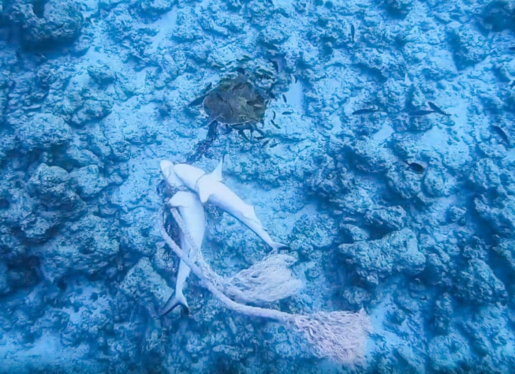 Fulidhoo-maldives-review-20 - Londoner In Sydney Fulidhoo-maldives-review-20