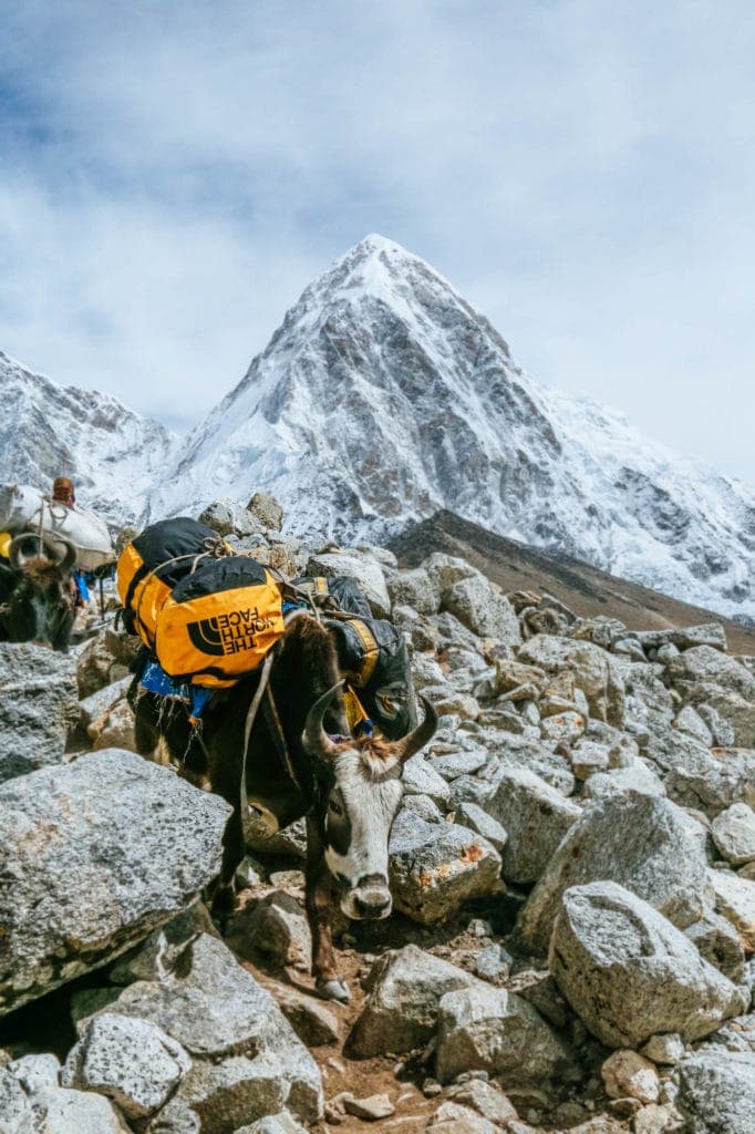 everest base camp trek australia