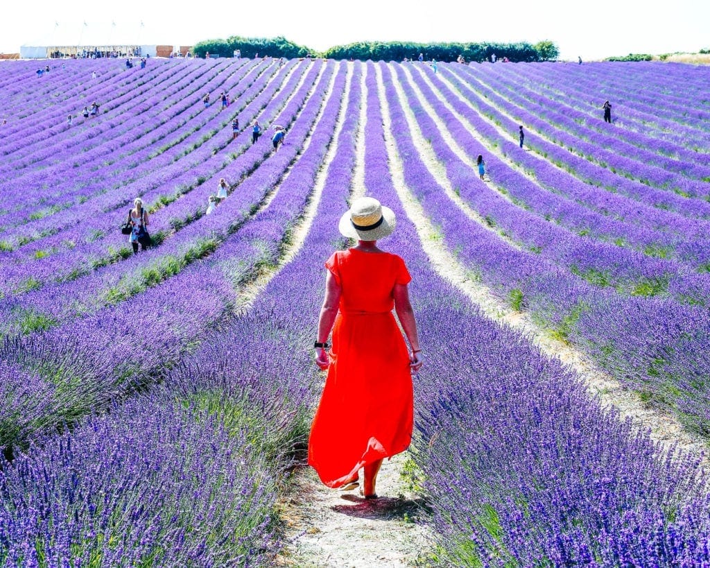 england-lavender-fields - Londoner In Sydney england-lavender-fields