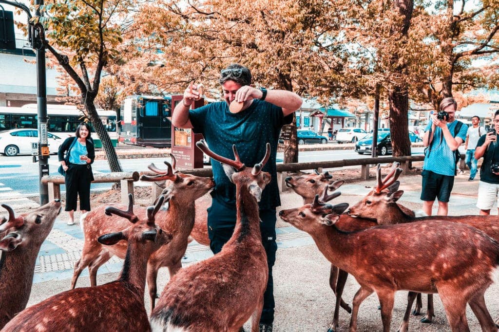 feeding-deer-in-japan