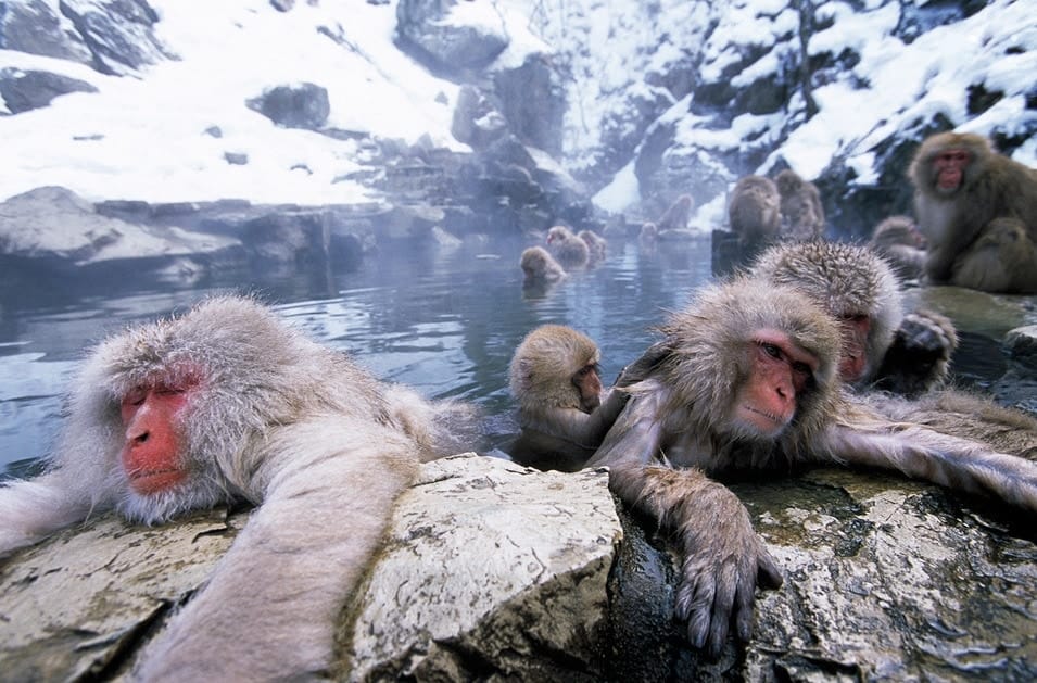 snow-monkeys-japan