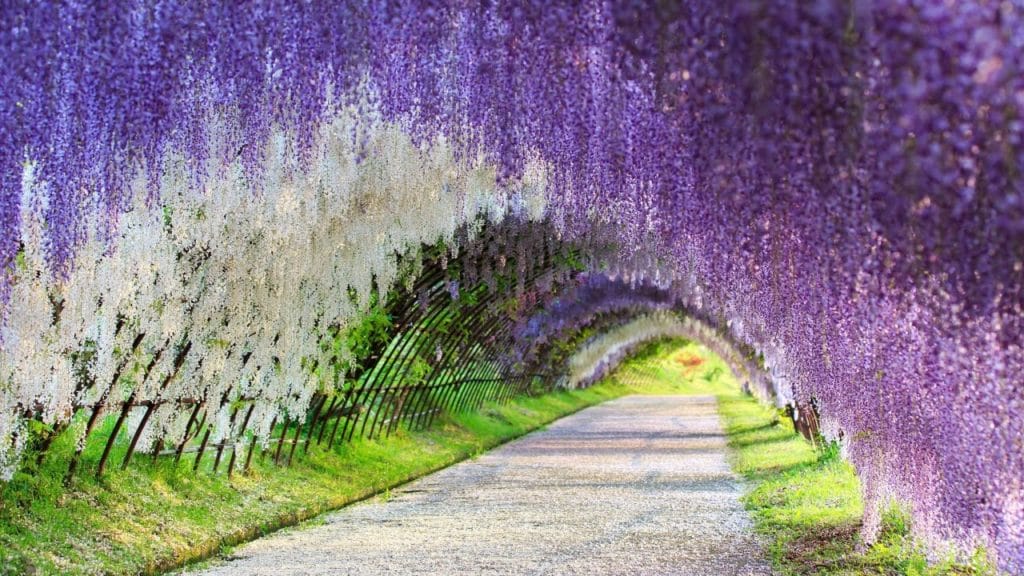 wisteria-tunnel-japan
