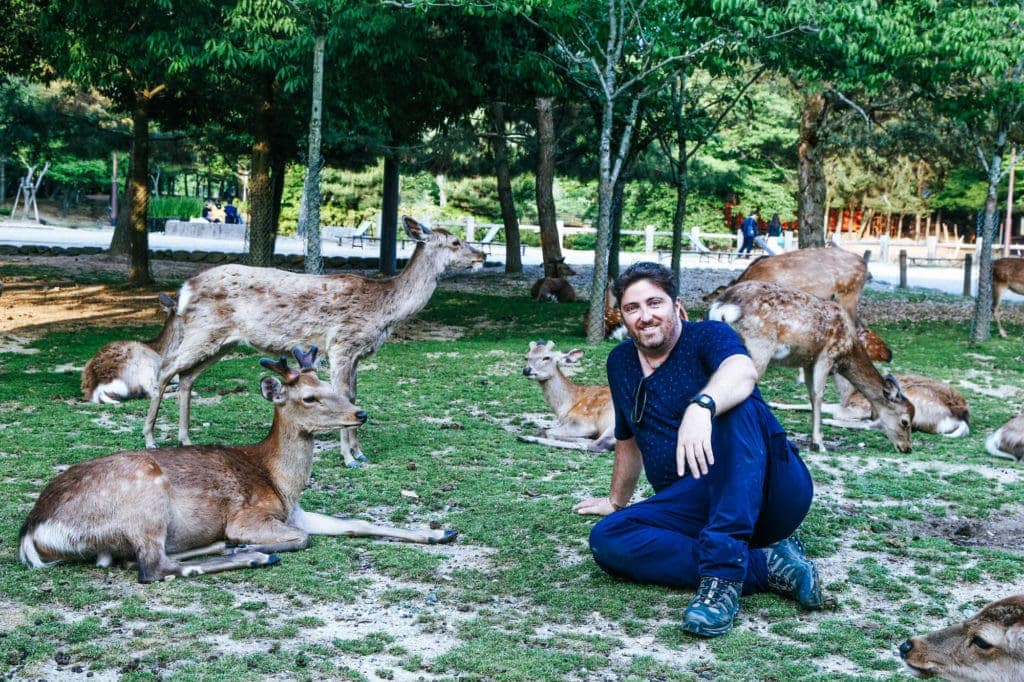 nara-park-wild-deer-japan