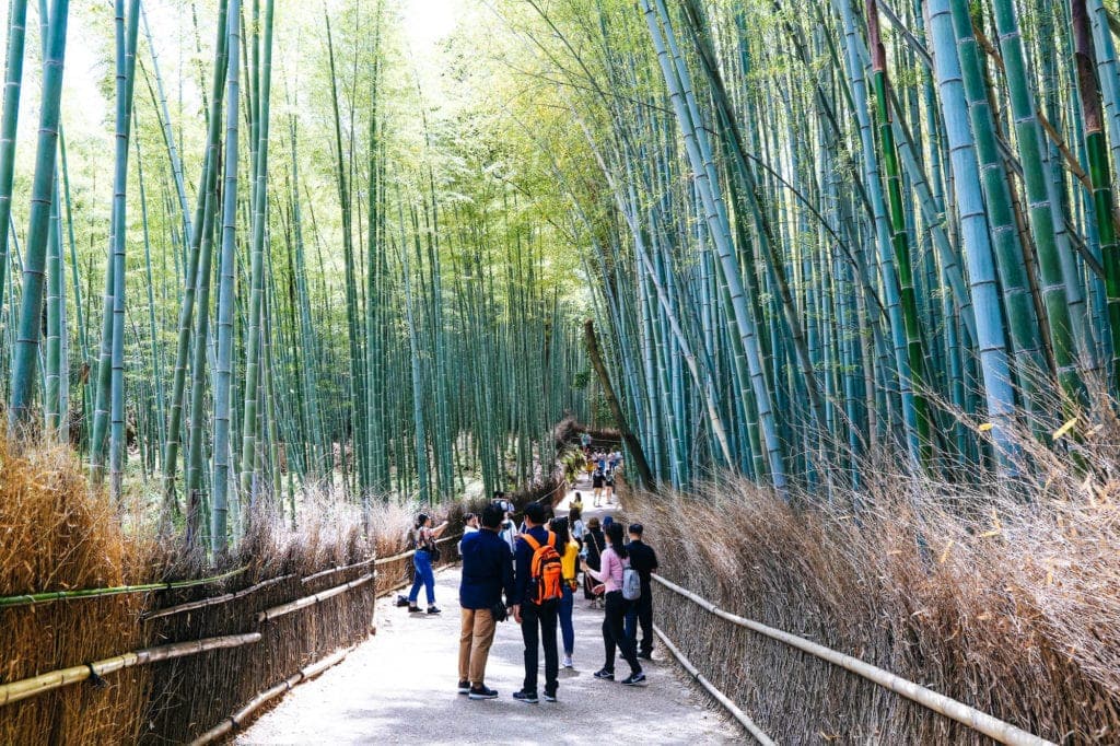 bamboo-forest-kyoto-japan