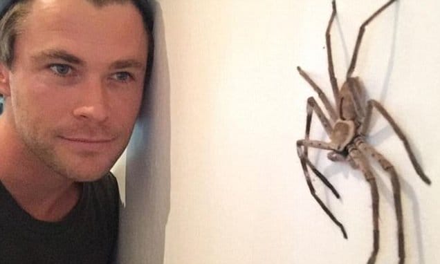 Chris-hemsworth-spiders