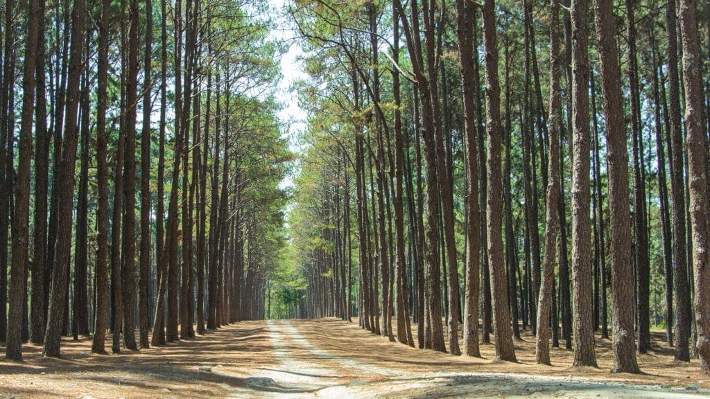 tree-plantations-mount-gambier - Londoner In Sydney tree-plantations-mount-gambier