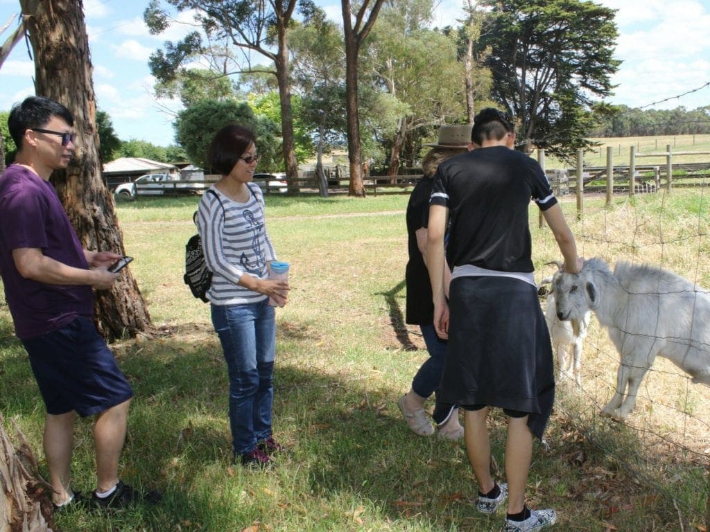 echo-farm-mount-gambier - Londoner In Sydney echo-farm-mount-gambier