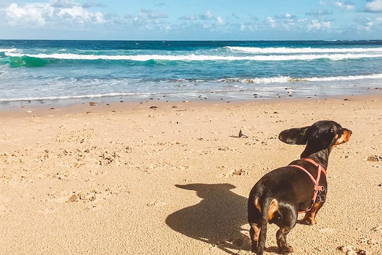 importing-dog-to-australia