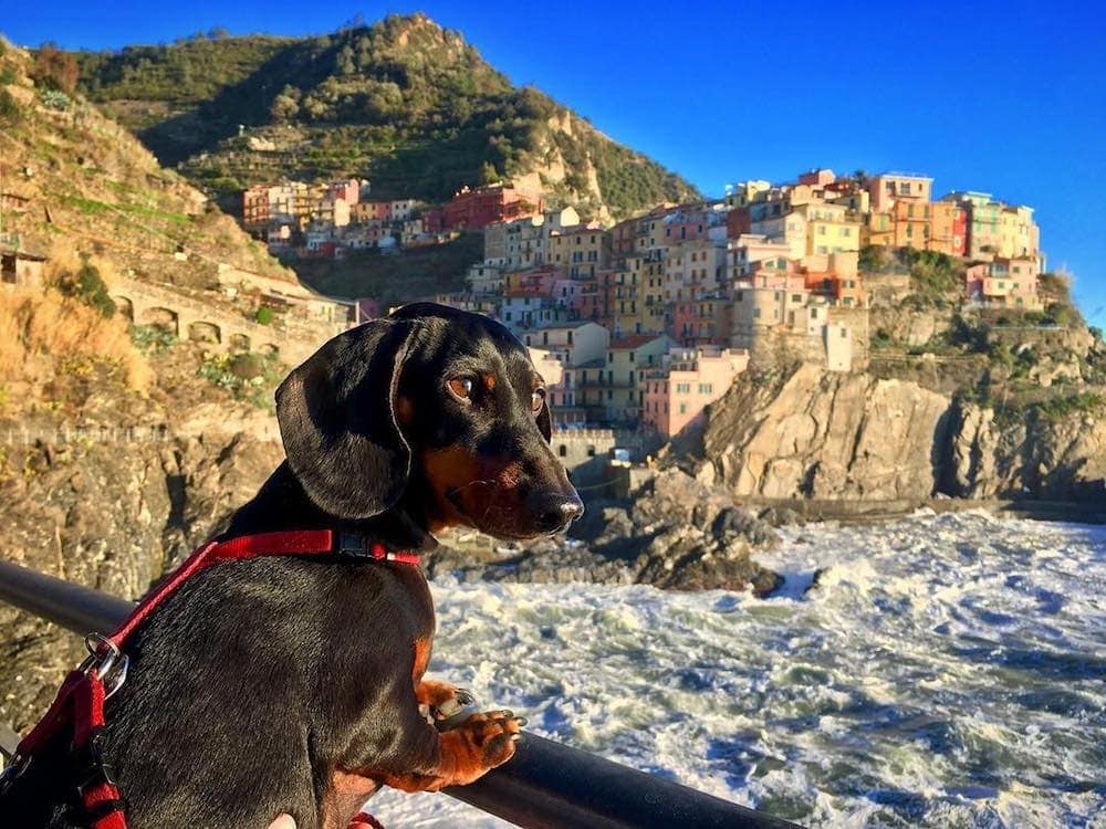 pet-customs-australia