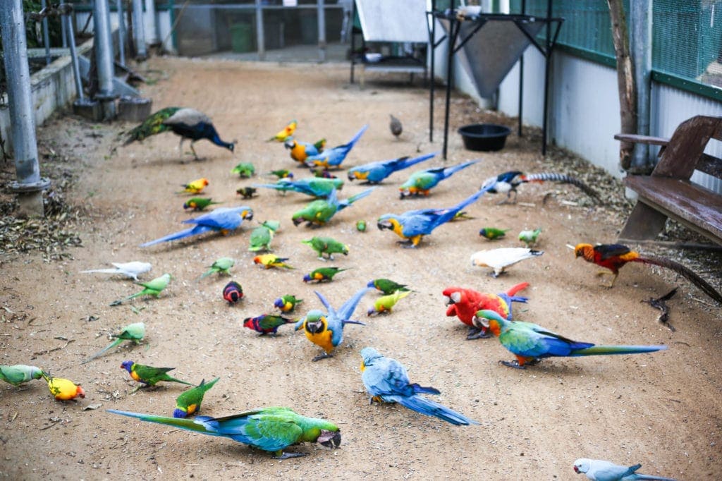 bird-world-exotic-birds-sunshine-coast-australia