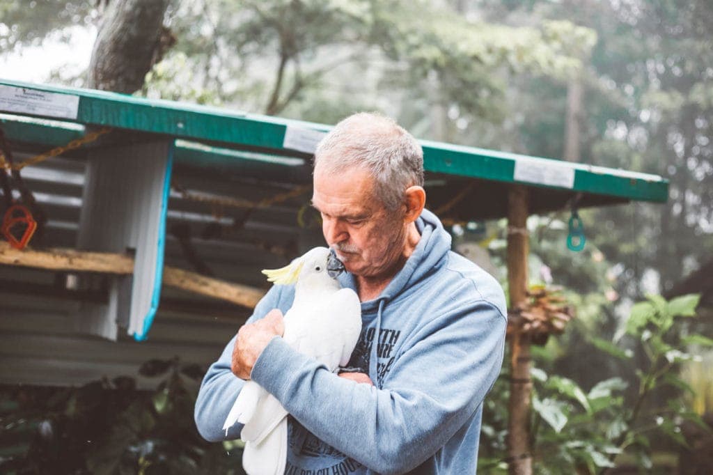 cockatoo-maleny-botanic-gardens