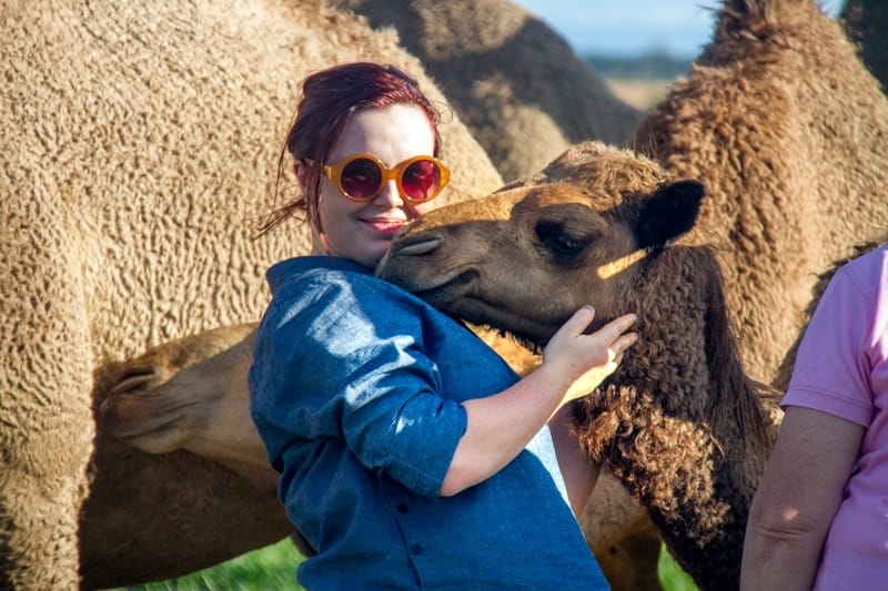q-camel-tour-glass-house-mountains