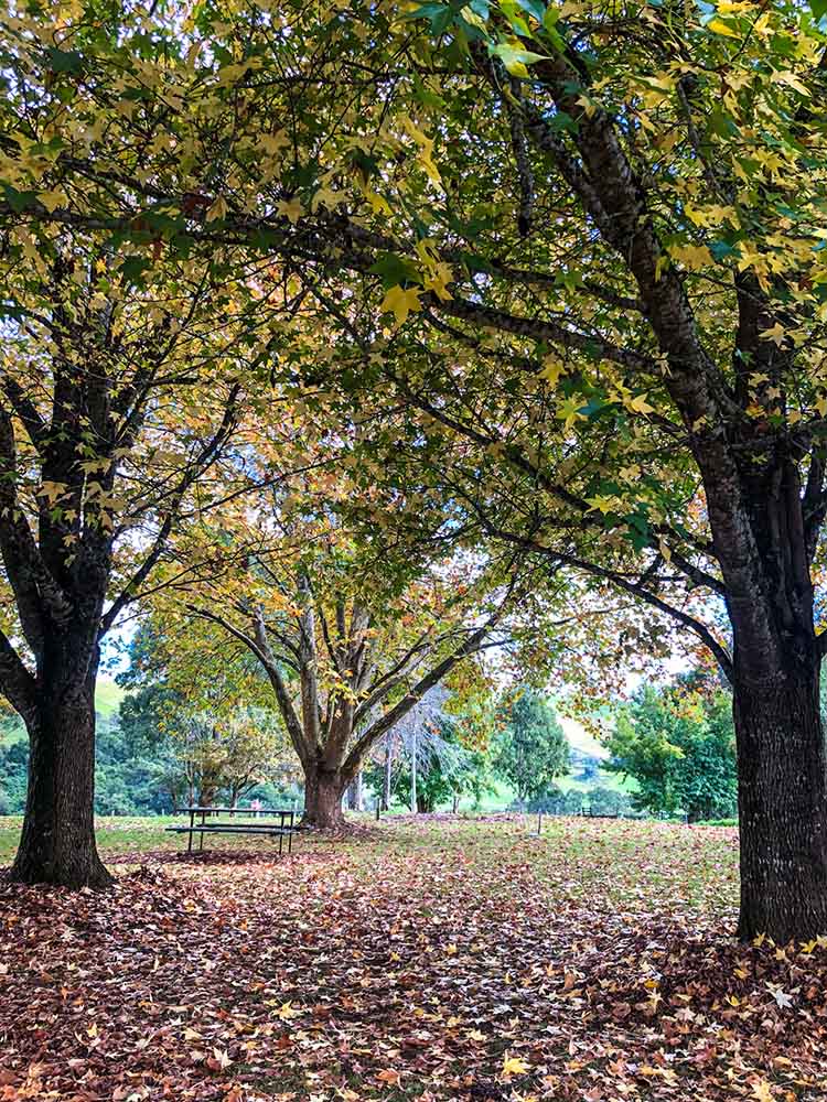 picnic-spot-near-bellingen - Londoner In Sydney picnic-spot-near-bellingen