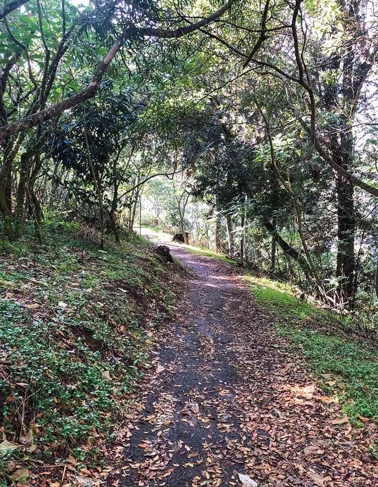 walking-path-to-bottom-of-dangar-falls