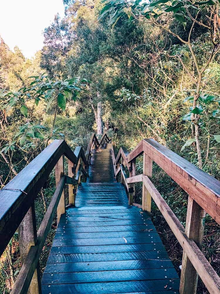 dorrigo-national-park-dangar - Londoner In Sydney dorrigo-national-park-dangar