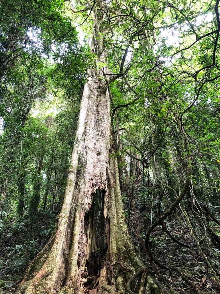 gondwana-rainforest-australia - Londoner In Sydney gondwana-rainforest-australia