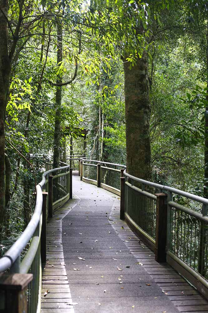 bird-walk-dorrigo - Londoner In Sydney bird-walk-dorrigo
