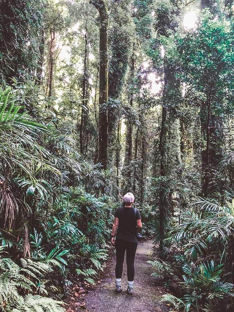 crystal-shower-falls-walk-dorrigo-national-park-australia - Londoner In Sydney crystal-shower-falls-walk-dorrigo-national-park-australia