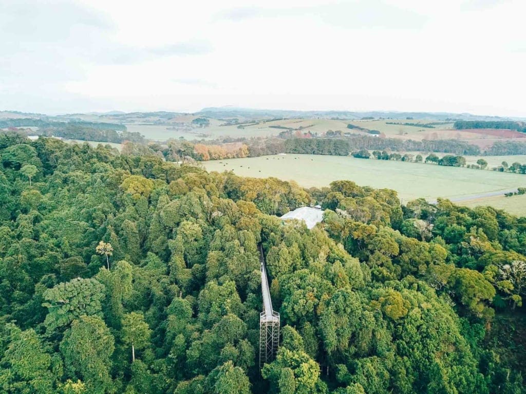 skywalk-rainforest-dorrigo-national-park