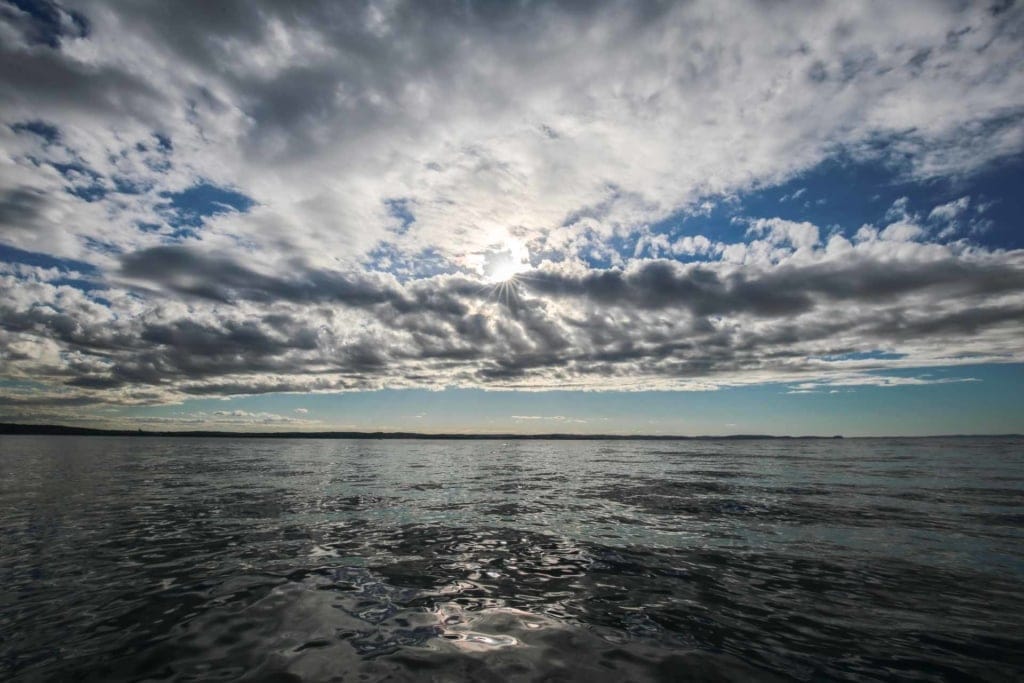 whale-watching-in-sydney - Londoner In Sydney whale-watching-in-sydney