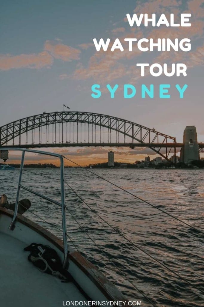 WHALE-WATCHING-SYDNEY - Londoner In Sydney WHALE-WATCHING-SYDNEY