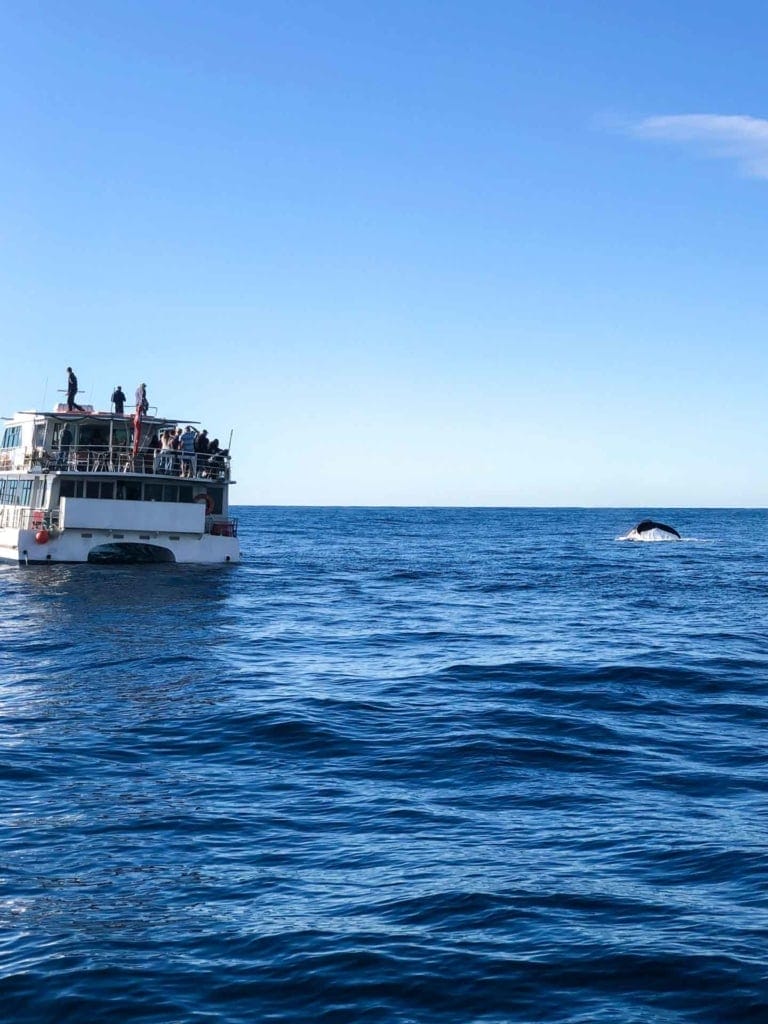 whale-watching-sydney - Londoner In Sydney whale-watching-sydney