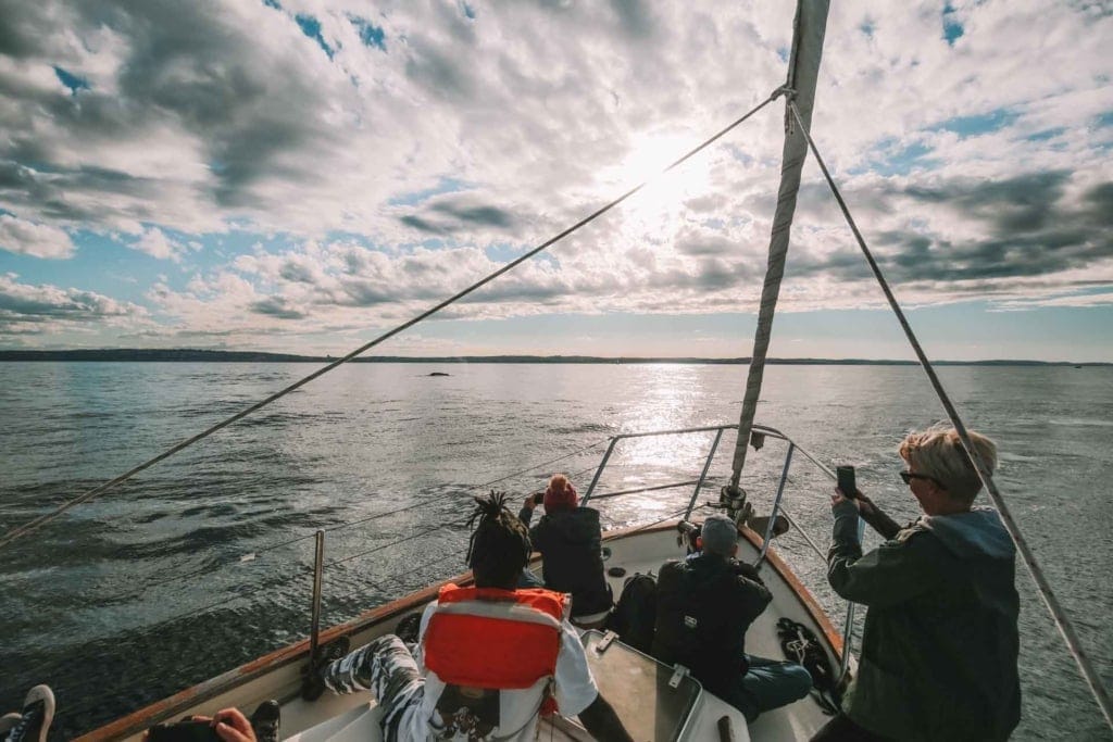 whale-watching-sydney