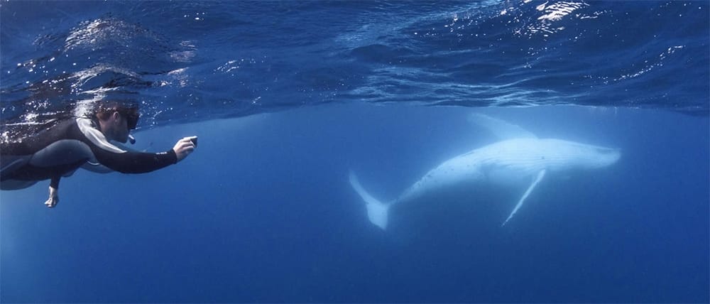 swimming-with-whales-on-sunshine-coast