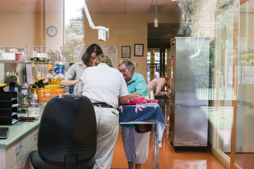 australia-zoo-infirmary