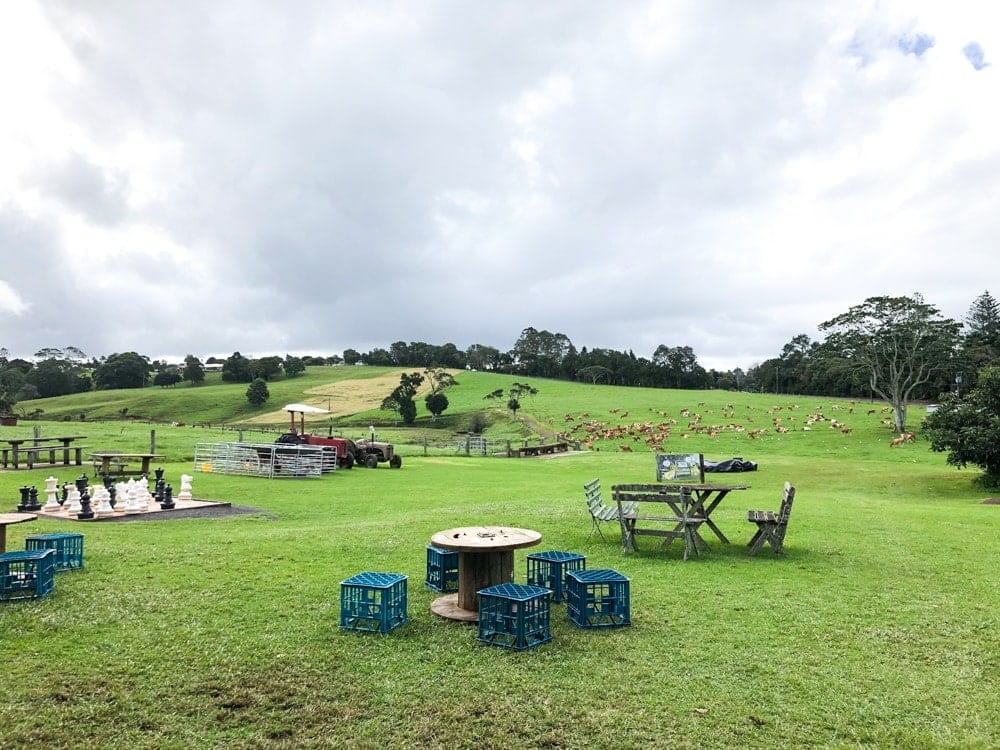maleny-dairies-tour-glass-house-mountains - Londoner In Sydney maleny-dairies-tour-glass-house-mountains