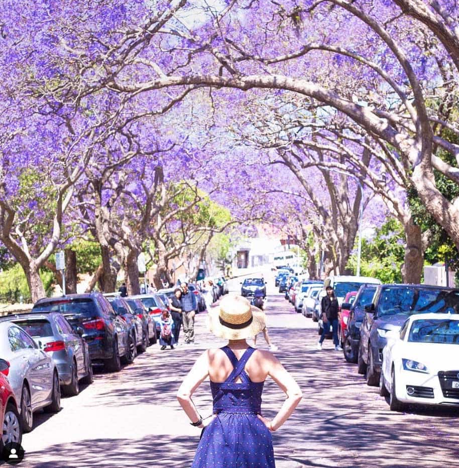 sydney-jacaranda-trees-things-to-do-in-sydney-in-spring-kirribilli - Londoner In Sydney sydney-jacaranda-trees-things-to-do-in-sydney-in-spring-kirribilli