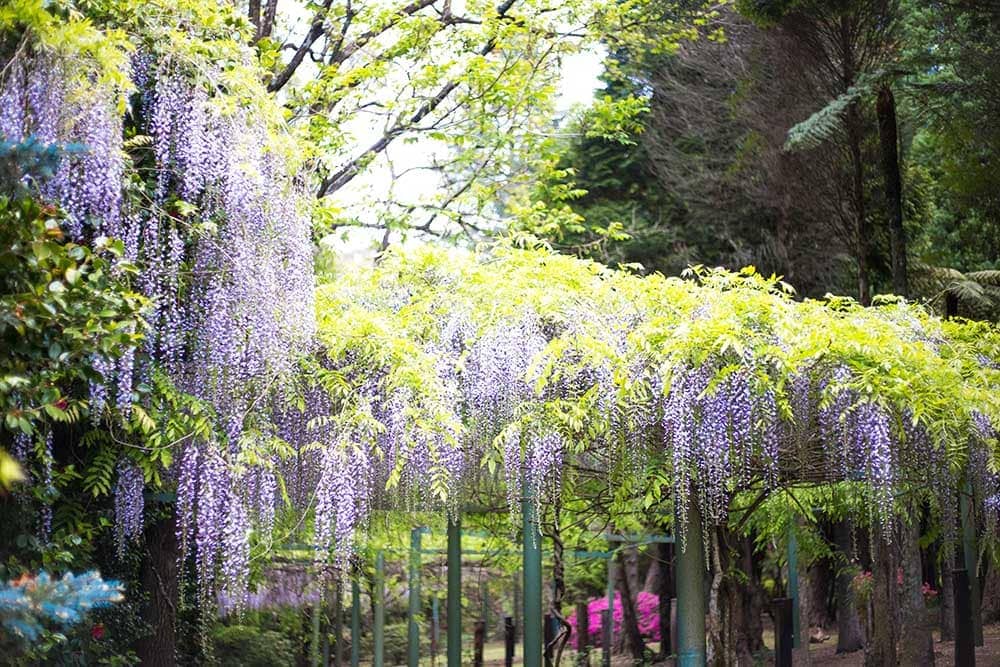 breenhold-gardens-in-spring-mount-wilson-blue-mountains