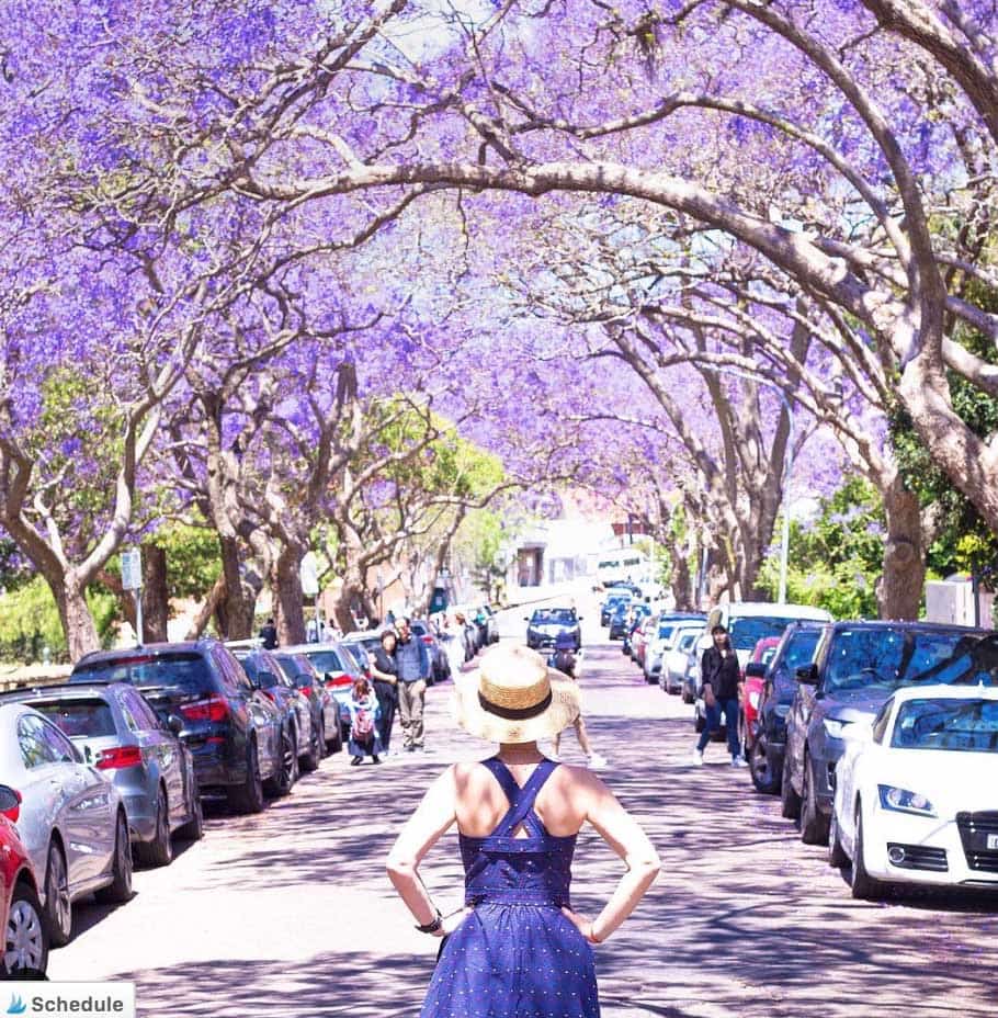 jacaranda-trees-in-sydney - Londoner In Sydney jacaranda-trees-in-sydney
