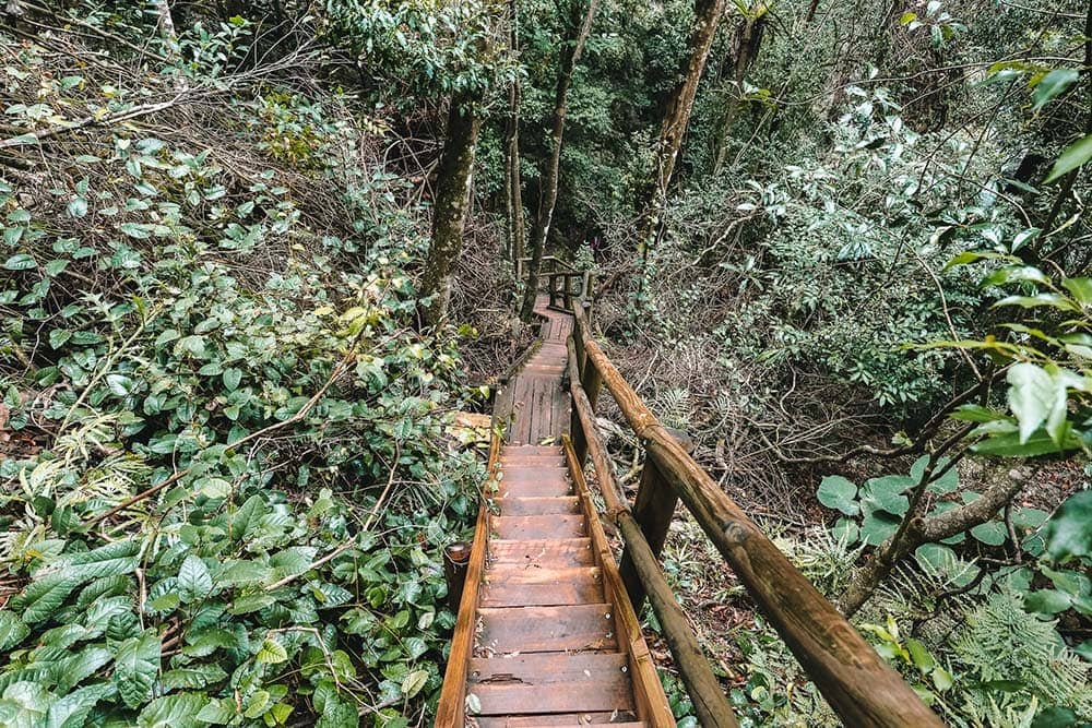 ellenborough-falls-track - Londoner In Sydney ellenborough-falls-track