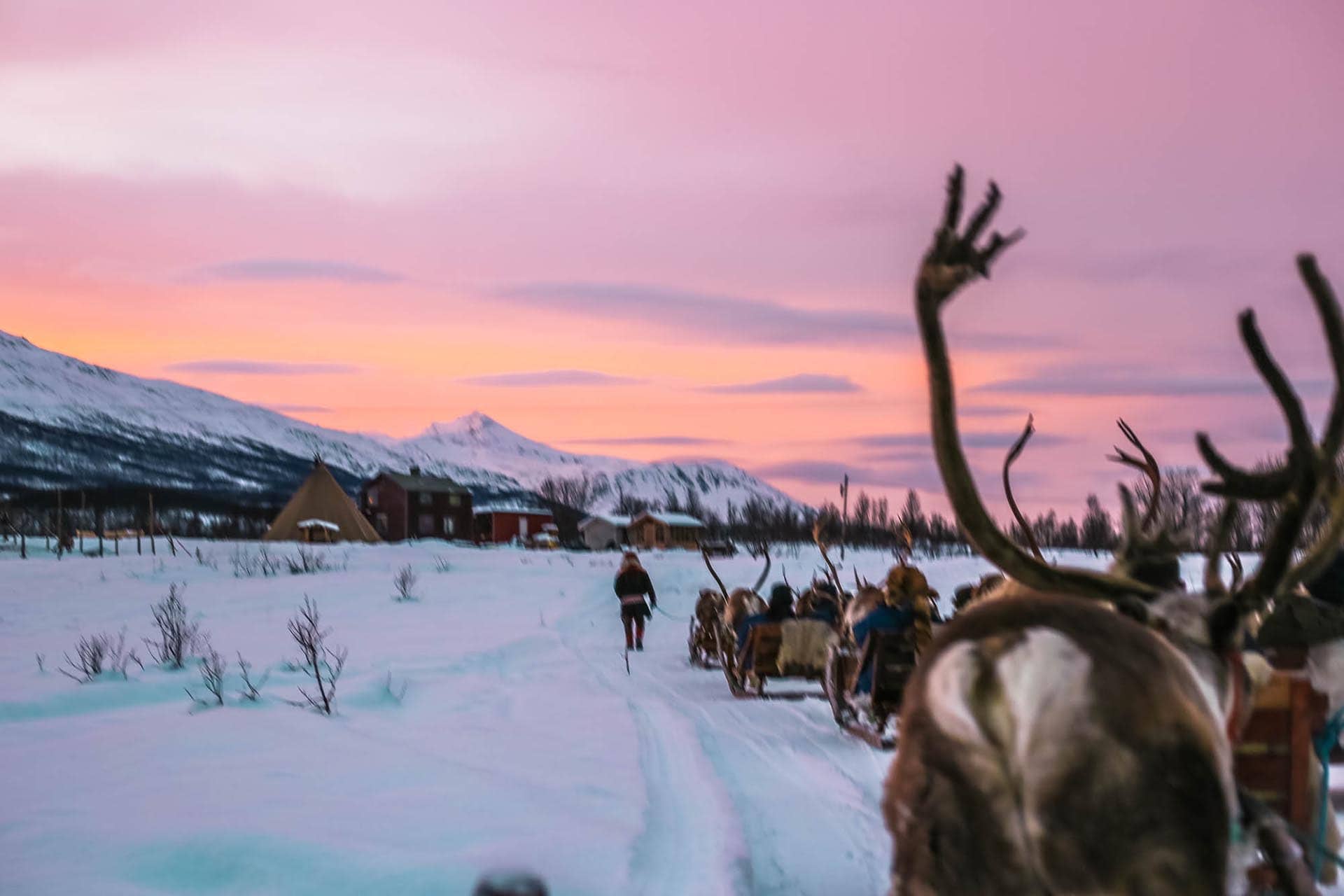 tromso-reindeer-sledding-1
