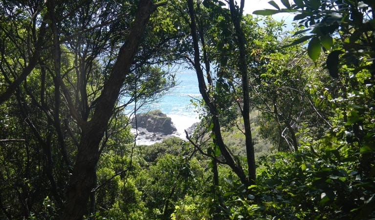 Rainforest-walking-track-south-west-rocks