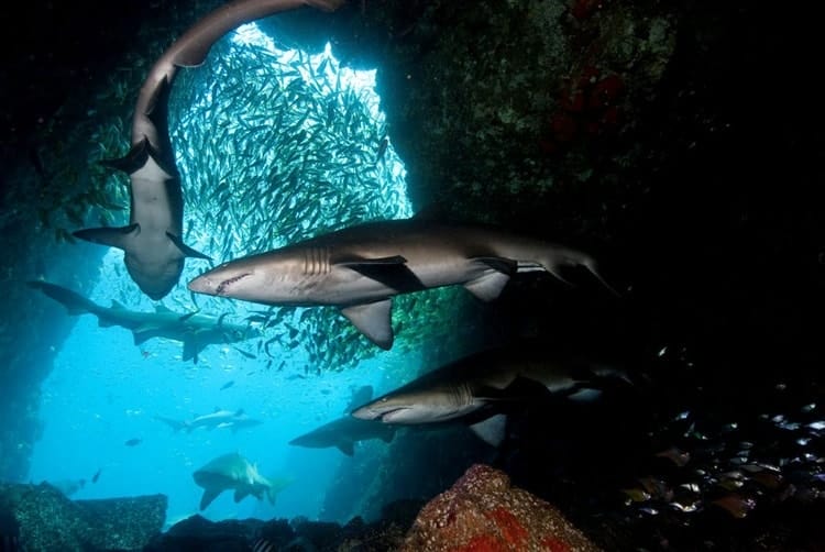 Fish-Rock-Cave-Sharks-south-west-rocks-diving