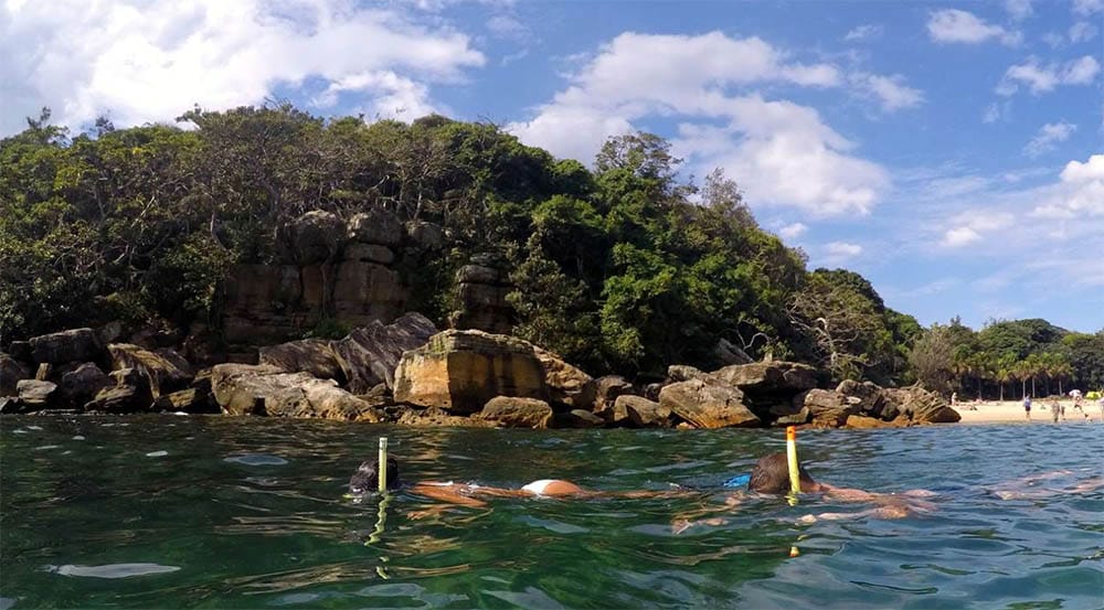 snorkelling-manly