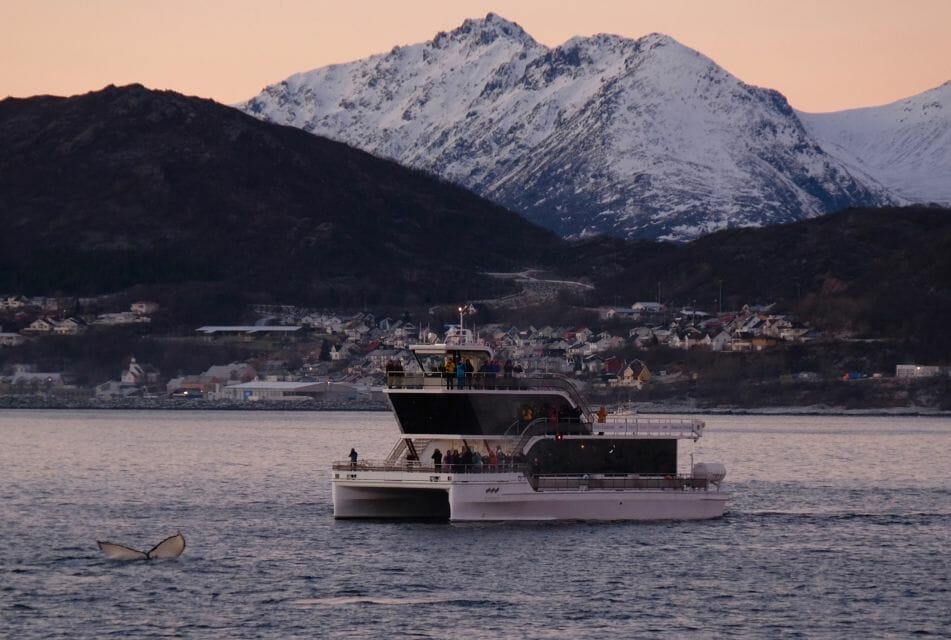 whale-watching-tour-tromso