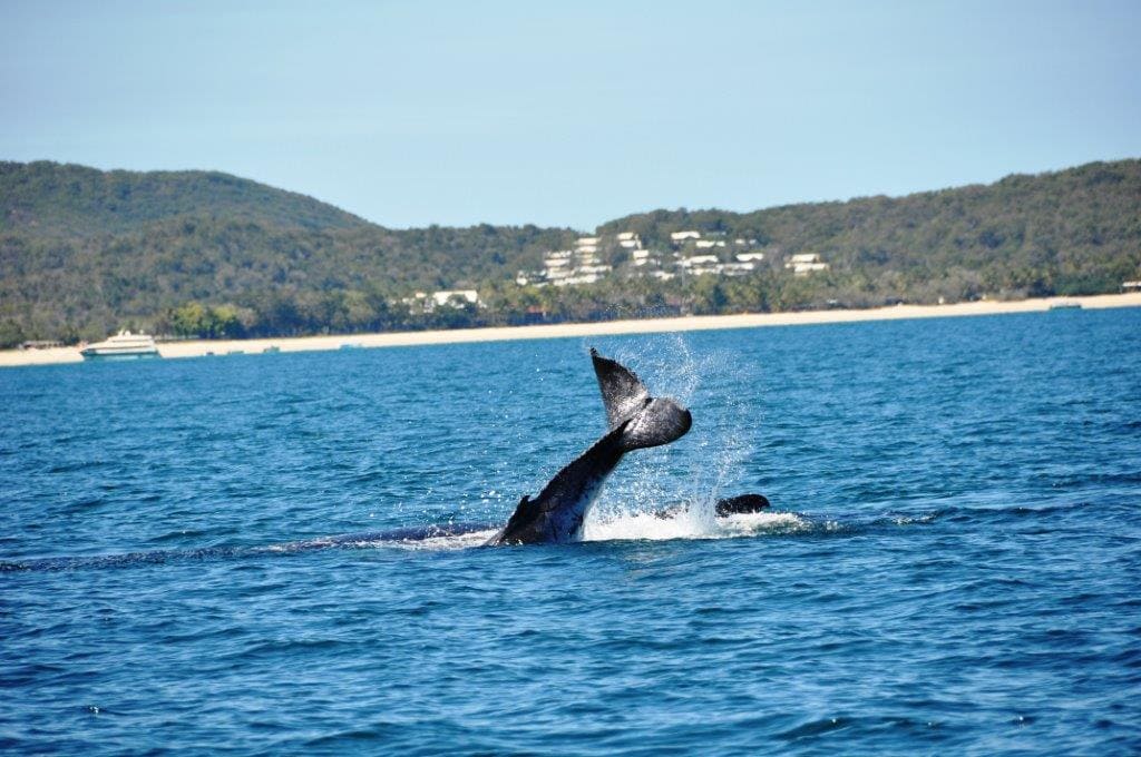 Resort_Whale_lg - Londoner In Sydney